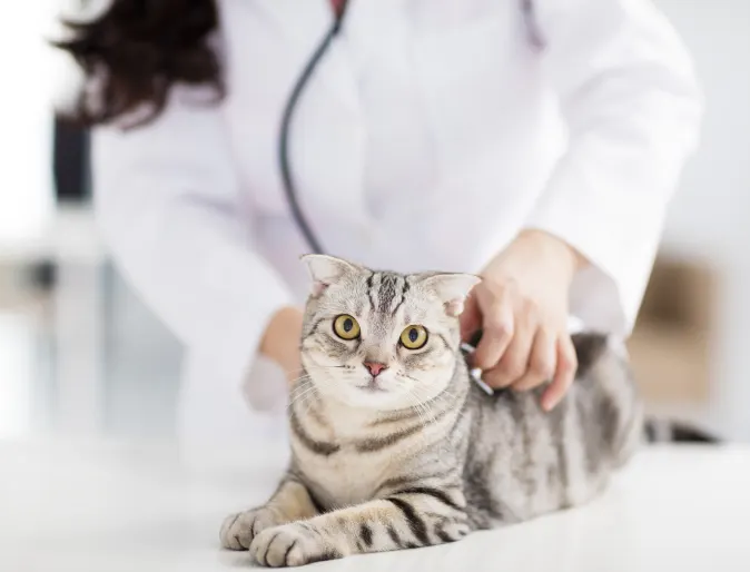 Grey tabby cat getting checked up (heartbeat)  on a doctor's table by a Veterinarian.  